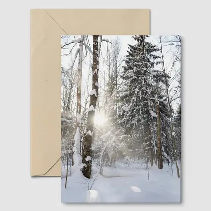 Snowy Winter Forest Sunlight Through Trees