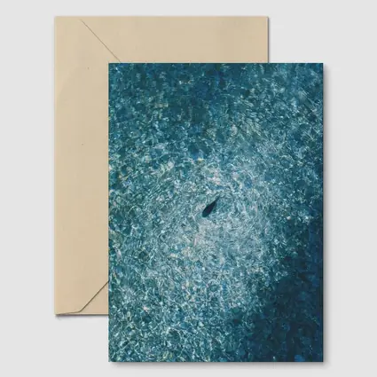 Lone Shark Aerial View Blue Ocean