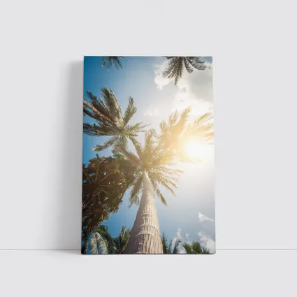 Palm Trees Looking Up Sunny Blue Sky
