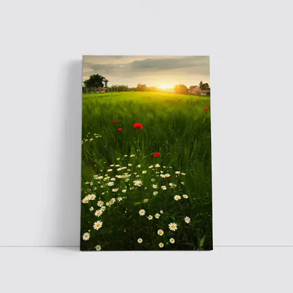 Daisy And Poppy Field Golden Sunset