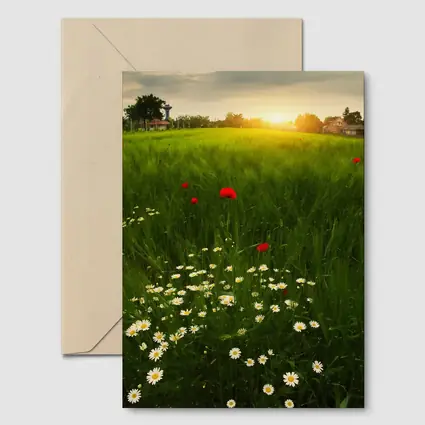 Daisy And Poppy Field Golden Sunset