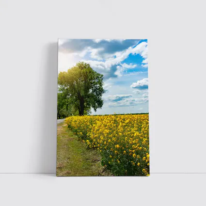 Yellow Rapeseed Field Road Large Tree