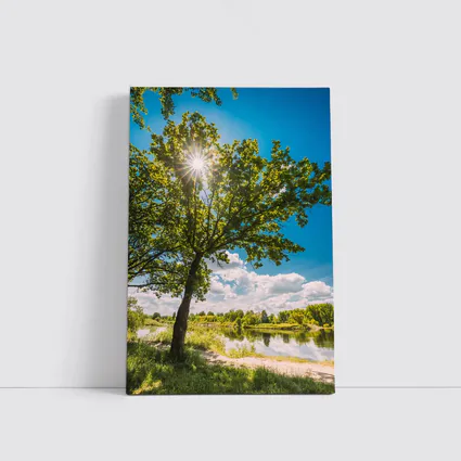 Oak Tree Sun Flare River Summer