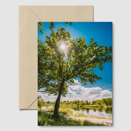 Oak Tree Sun Flare River Summer