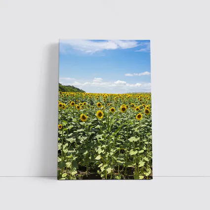Sunflower Field Under Blue Summer Sky