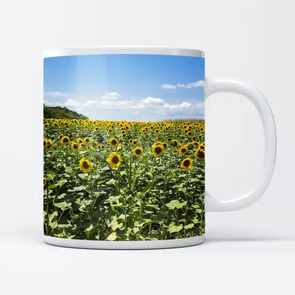 Sunflower Field Under Blue Summer Sky