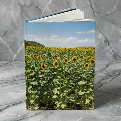 Sunflower Field Under Blue Summer Sky
