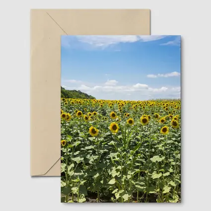 Sunflower Field Under Blue Summer Sky