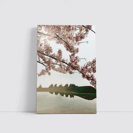 Cherry Blossoms Reflecting On Misty Lake