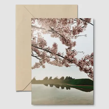 Cherry Blossoms Reflecting On Misty Lake