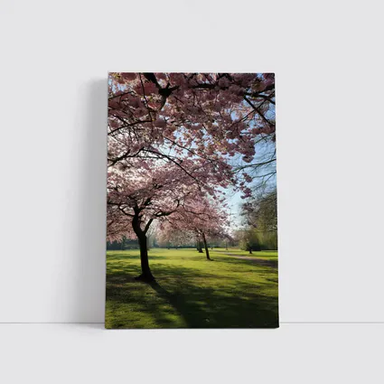 Cherry Blossom Trees in Sunny Park