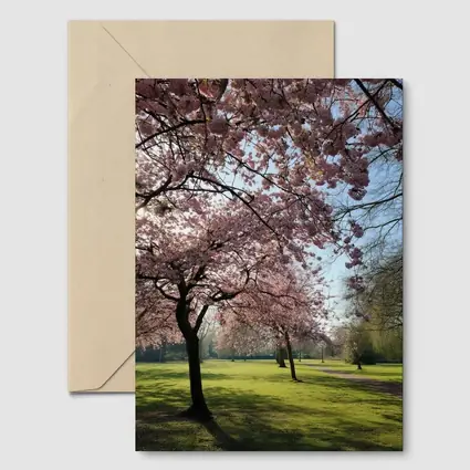Cherry Blossom Trees in Sunny Park