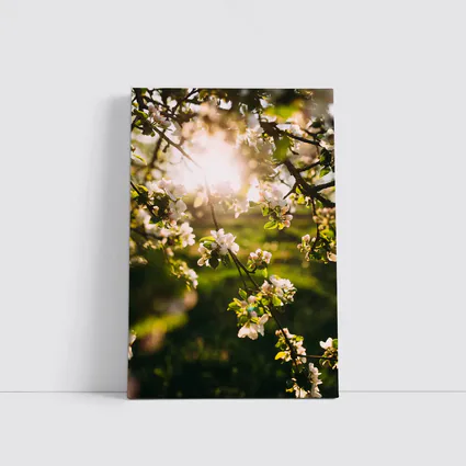 Apple Blossom Branches Sun Flare Spring