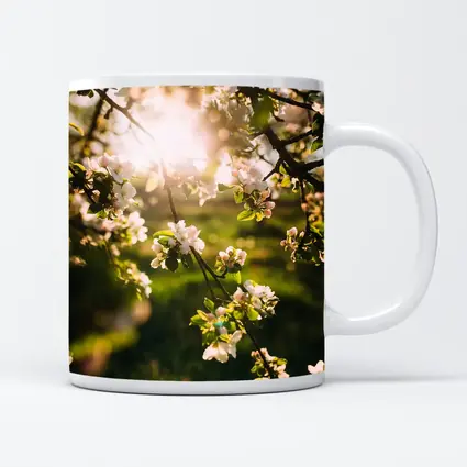 Apple Blossom Branches Sun Flare Spring