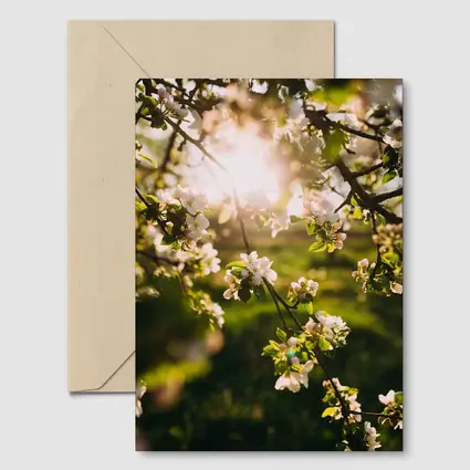 Apple Blossom Branches Sun Flare Spring