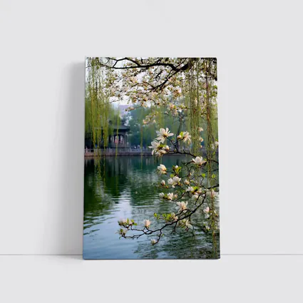 Magnolia Blossoms Over Calm Green Lake
