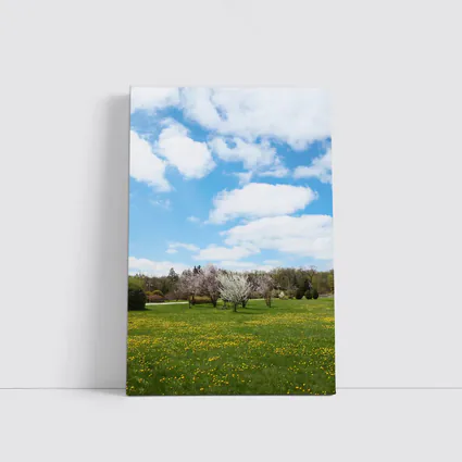 Spring Meadow Blooming Trees Blue Sky