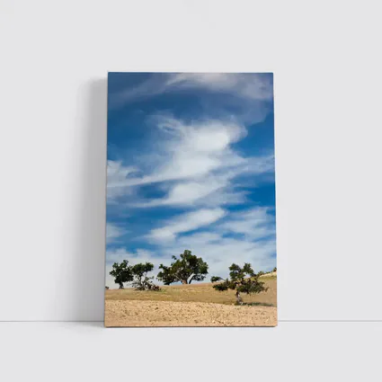 Argan Trees Under Blue Wispy Sky