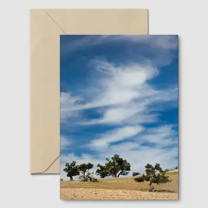 Argan Trees Under Blue Wispy Sky