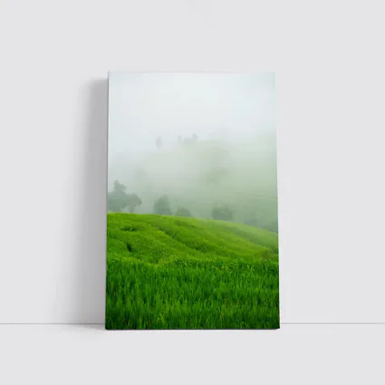 Green Rice Fields Misty Foggy Hillside