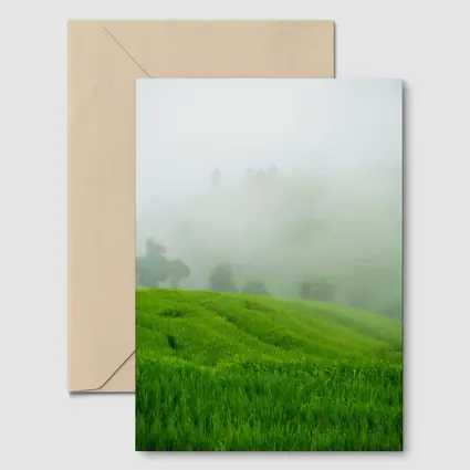 Green Rice Fields Misty Foggy Hillside