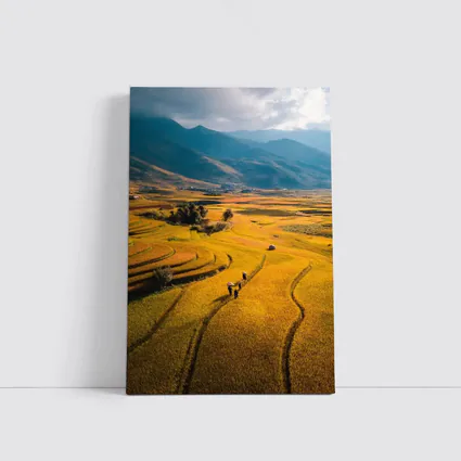 Golden Rice Fields Aerial Mountain Valley View