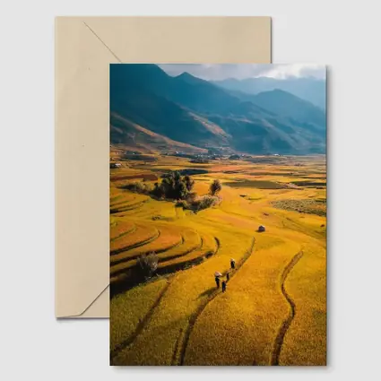 Golden Rice Fields Aerial Mountain Valley View