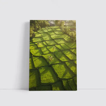 Aerial Rice Fields Green Tropical Landscape