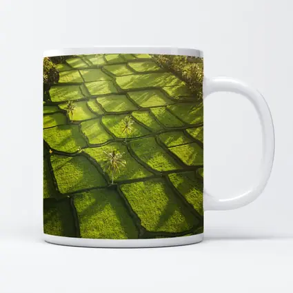 Aerial Rice Fields Green Tropical Landscape