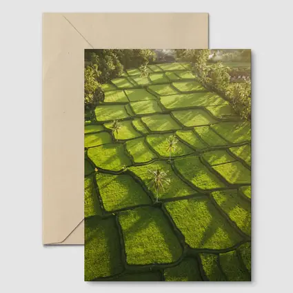 Aerial Rice Fields Green Tropical Landscape