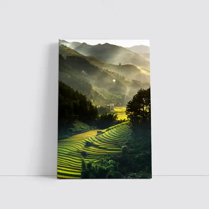 Rice Fields Terraces Golden Misty Mountain Valley