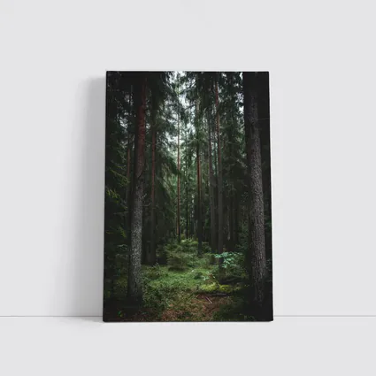 Dark Pine Forest Moss Green Woodland Scene