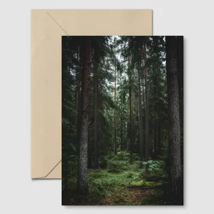 Dark Pine Forest Moss Green Woodland Scene