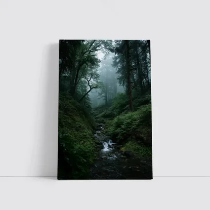 Misty Forest Stream Through Tall Dark Trees