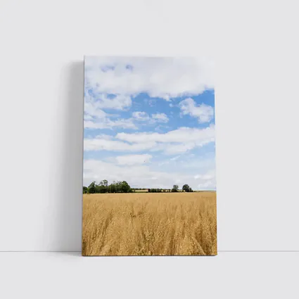 Golden Wheat Field Blue Summer Sky