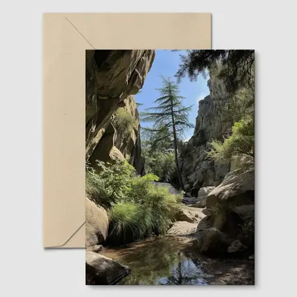 Rocky Canyon Creek With Tall Pine Tree