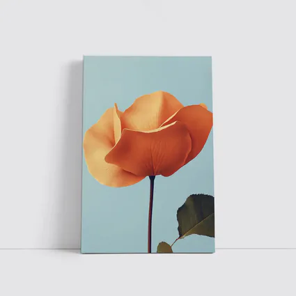 Orange Rose Flower on Light Blue Background