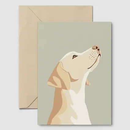 Yellow Labrador Retriever Looking Up Sage Background