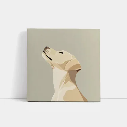 Yellow Labrador Retriever Looking Up Beige Background