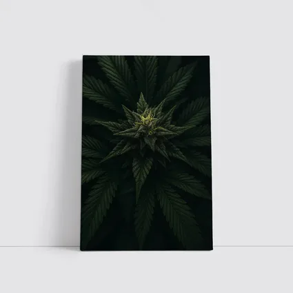 Cannabis Plant Dark Green Close Up