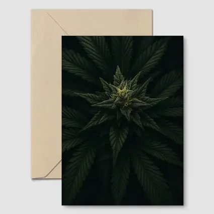 Cannabis Plant Dark Green Close Up