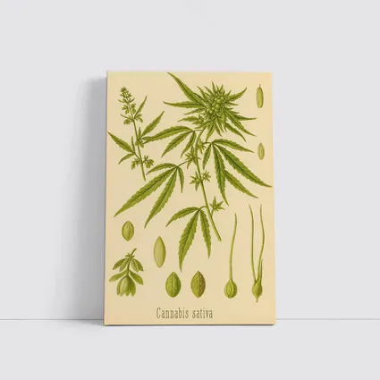 Cannabis Sativa Botanical Illustration Beige Background