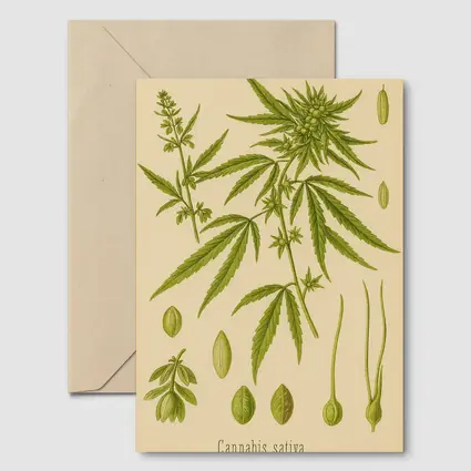 Cannabis Sativa Botanical Illustration Beige Background
