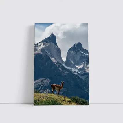 Guanaco Standing Before Patagonian Mountain Peaks