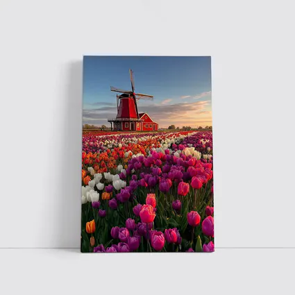 Dutch Windmill Red Tulip Field Landscape