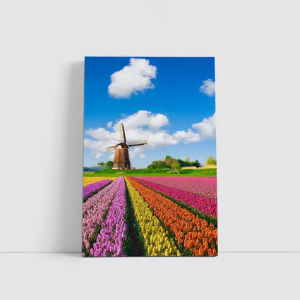 Dutch Tulip Field Windmill Blue Sky
