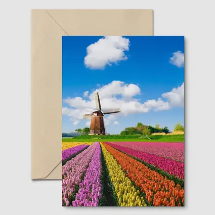 Dutch Tulip Field Windmill Blue Sky