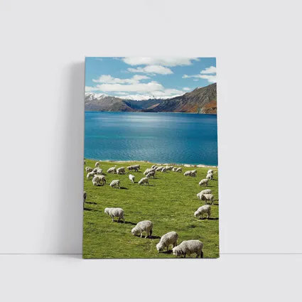 Sheep Grazing Green Meadow Mountain Lake