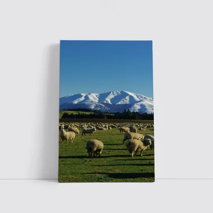 Sheep Flock Grazing Snow Capped Mountain