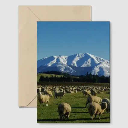 Sheep Flock Grazing Snow Capped Mountain